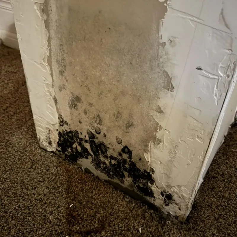 Professional Mold Removal in Tyler County, WV